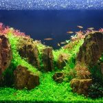 Discover the Best Aquarium Stores Near You and Get the Support You Need