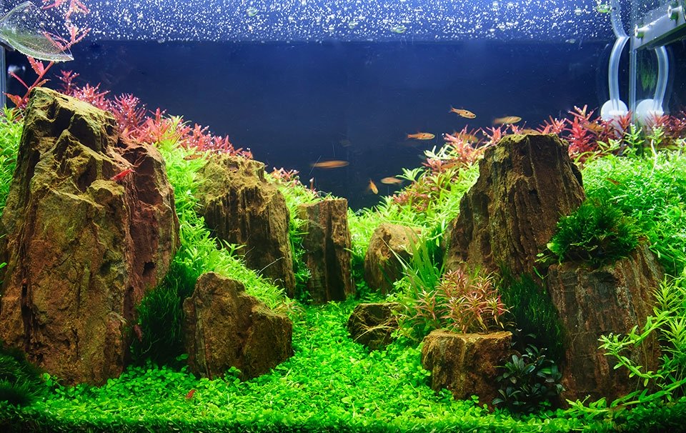 Discover the Best Aquarium Stores Near You and Get the Support You Need